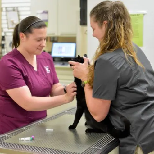 Two staff members with a small black cat at Companion Animal Hospital
